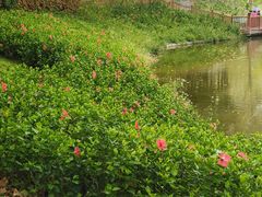 -深圳国际园林花卉博览园