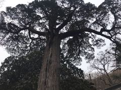 -青岛崂山太清宫