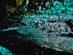 -怀托摩萤火虫洞