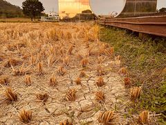 -艾米稻香小镇
