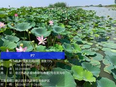 -泗洪洪泽湖湿地景区