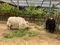 -呀路古热带植物园