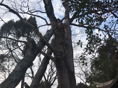 -秋霞圃