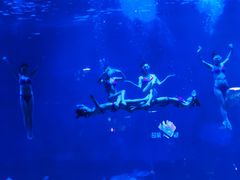 -烟台海昌鲸鲨海洋公园