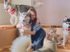 -Husky Go! 哈士奇体验馆·宠物咖啡厅狗咖