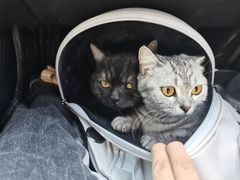 -达爱动物医院·犬猫分区·CT·复杂眼科(远洋山水分院)