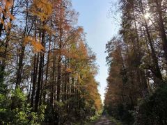 -上海海湾国家森林公园