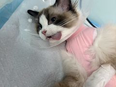 -达爱动物医院·犬猫分区·CT·复杂眼科(远洋山水分院)