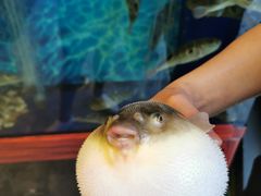 -肆月河豚·新淮扬(金融街店)