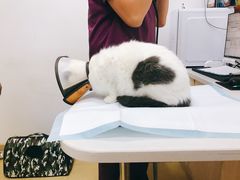 -创凡宠物医院·骨专科  猫科中心(西乡分院)