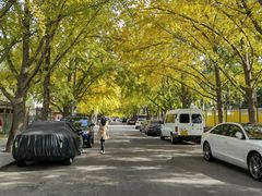 -三里屯东五街银杏大道