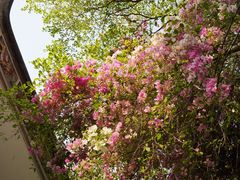 -深圳国际园林花卉博览园