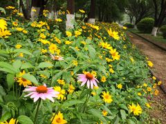 -永定河休闲森林公园