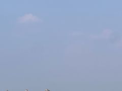 -金鸡湖景区