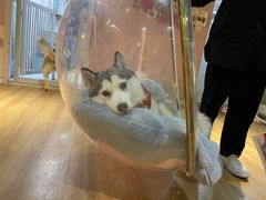 -Husky Go! 哈士奇体验馆·宠物咖啡厅狗咖