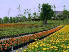 -三圣花乡旅游区