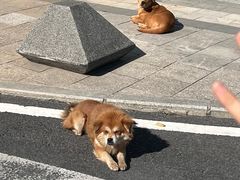 -厦门国际会议中心酒店(环岛路酒店)