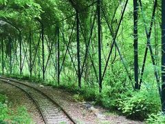 -合肥滨湖国家森林公园