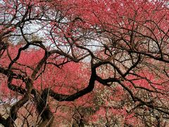 -杭州植物园