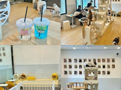 -有喵·猫咖·狗咖·30几只猫10只小狗(岗厦店)