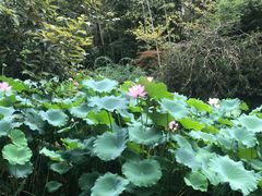 -成都杜甫草堂博物馆