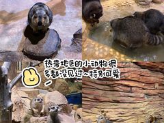 -正佳雨林生态植物园