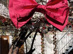 -喵屿·大理花园猫咖