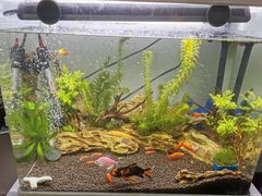 -清平路水族市场