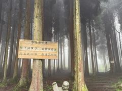 -武陵山森林公园