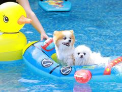 -汪说喵讲宠物乐园宠物酒店(红星美凯龙店)