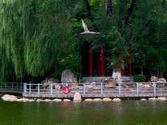 -莲湖公园