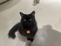 -藏猫猫咖啡主题馆(中央大道店)