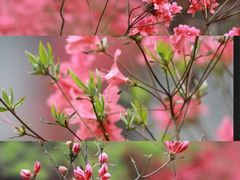 -天台山赤城山景区