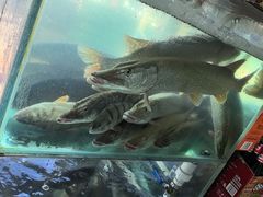 -煲来饱去冷水鱼