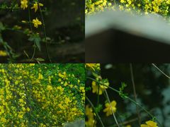 -莫愁湖公园