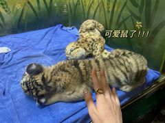-广州长隆野生动物世界