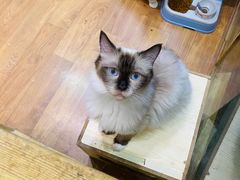 -猫色咖啡·猫咖
