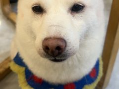 -柴犬小屋·柴餐厅·狗咖食堂(金鼎广场店)