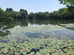 -西湖外事游船(花港观鱼码头)