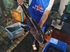 -全乐鱼馆·淳牌有机鱼直营店