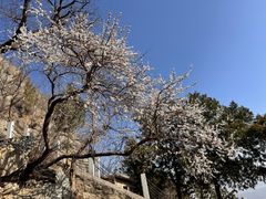 -北京鹫峰国家森林公园