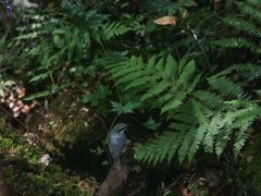 -五营红松林海景区