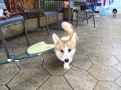 -帕帕拉兹宠物(亚洲旗舰店)