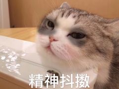 -萌兽医馆·宠物医院·猫骨科(创景店)