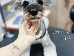 -小尾巴宠物店(万科·金域华庭店)