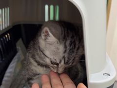 -四月宠物医院·猫专科·心脏专科·内科(转塘店)