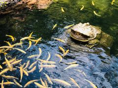 -本溪汤沟绿石谷森林公园
