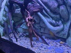 -上海海洋水族馆