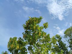 -东莞植物园