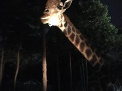 -清迈夜间动物园